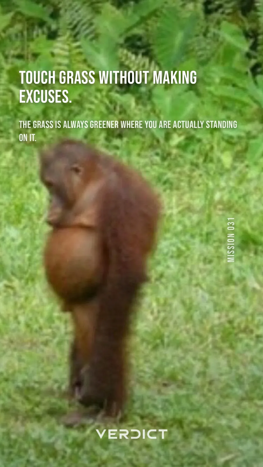 Verdict share card: mission 31 over an orangutan standing in long grass.